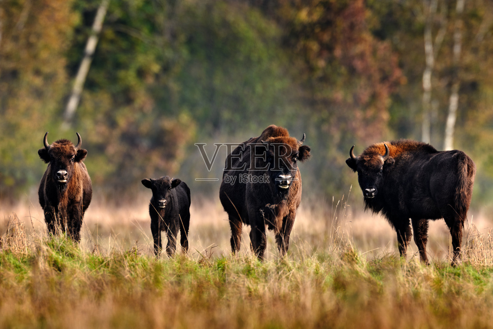 欧洲野生动物。秋季森林中的野牛群，阳光明媚的场景中大棕色动物栖息在自然栖息地，树上的黄叶，波兰比亚沃维耶扎国家公园。自然中的野生动物场景。照片摄影图片
