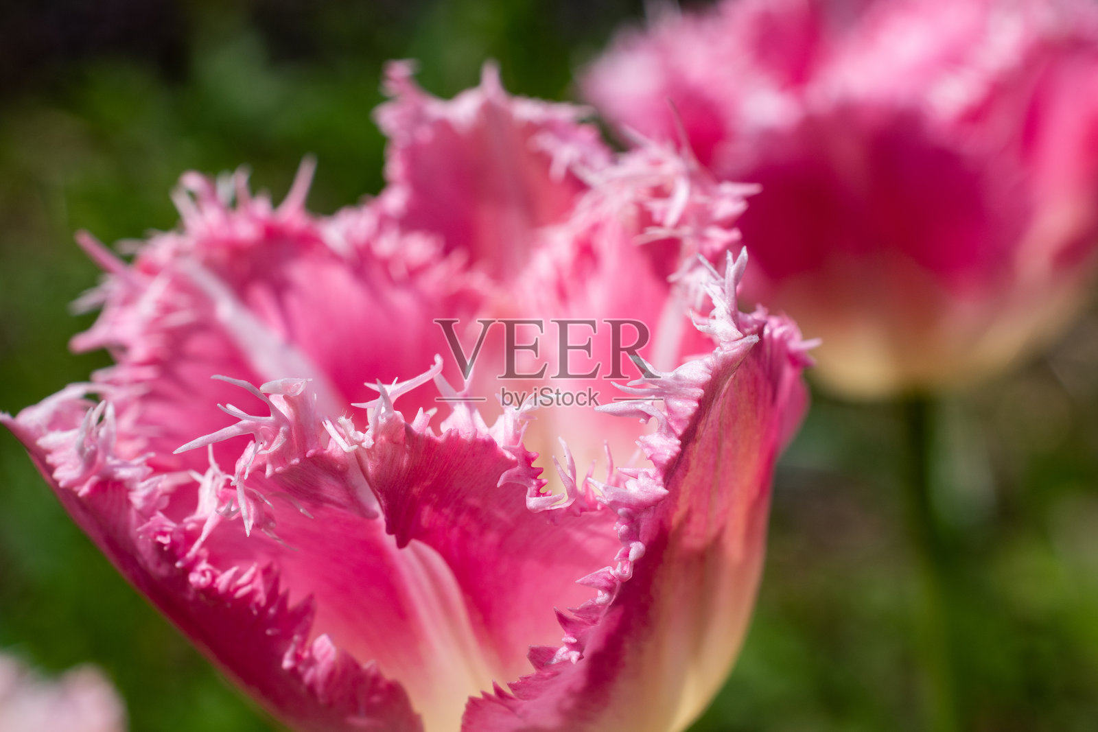 春天花园里的粉色郁金香照片摄影图片