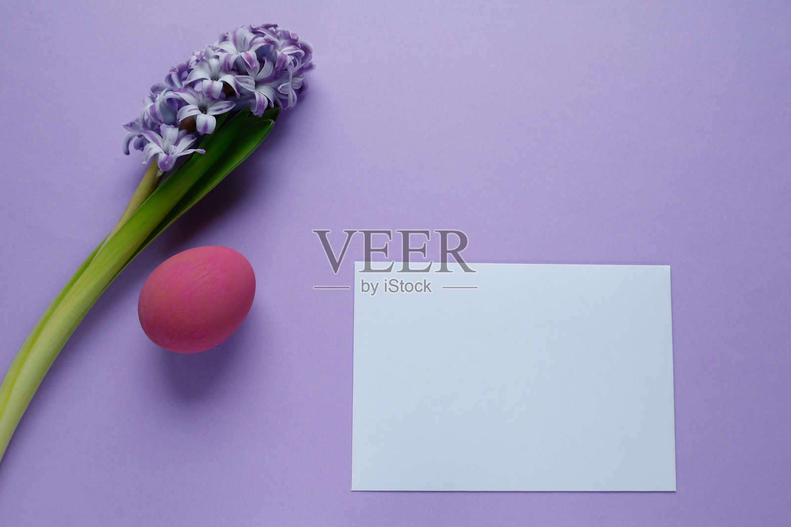 复活节贺卡，上面有一朵紫色风信子和一个粉色的彩蛋。照片摄影图片