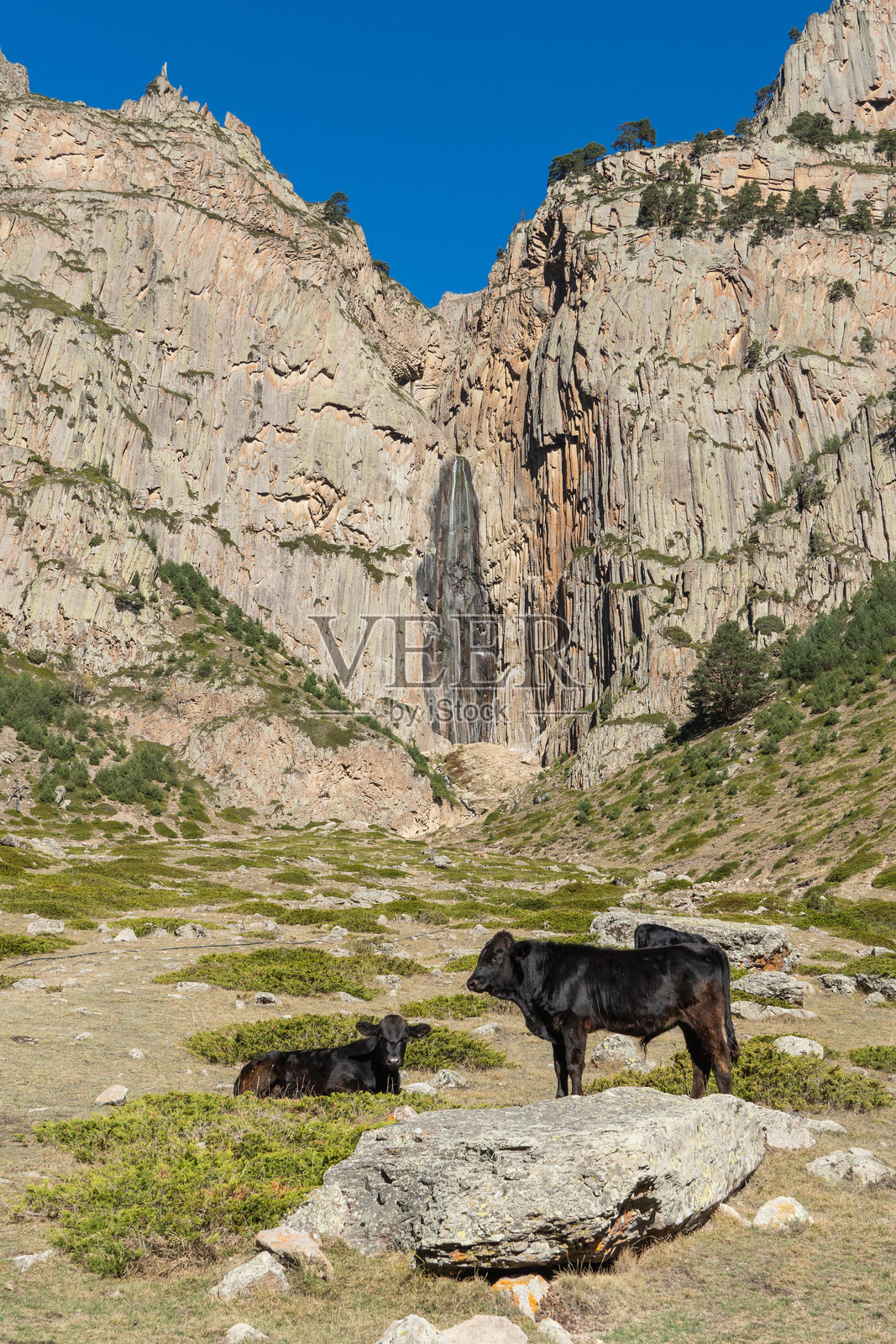 奶牛在阿拜苏瀑布的背景下在草地上吃草。阿拜苏瀑布是两股泡沫水流从72米高的陡峭悬崖上倾泻而下。卡巴尔达-巴尔卡里亚。切盖姆斯基保护区 2024照片摄影图片