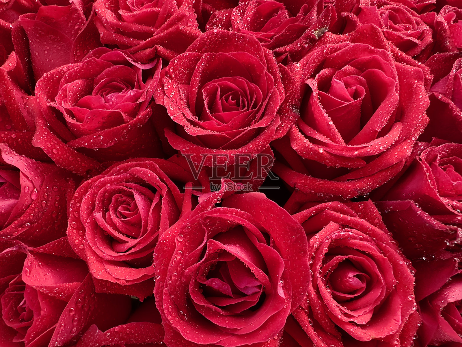 一朵盛开的美丽玫瑰，周围环绕着模糊的绿叶。精致的层叠花瓣展现出明亮而温暖的色彩，带有自然的渐变。照片摄影图片