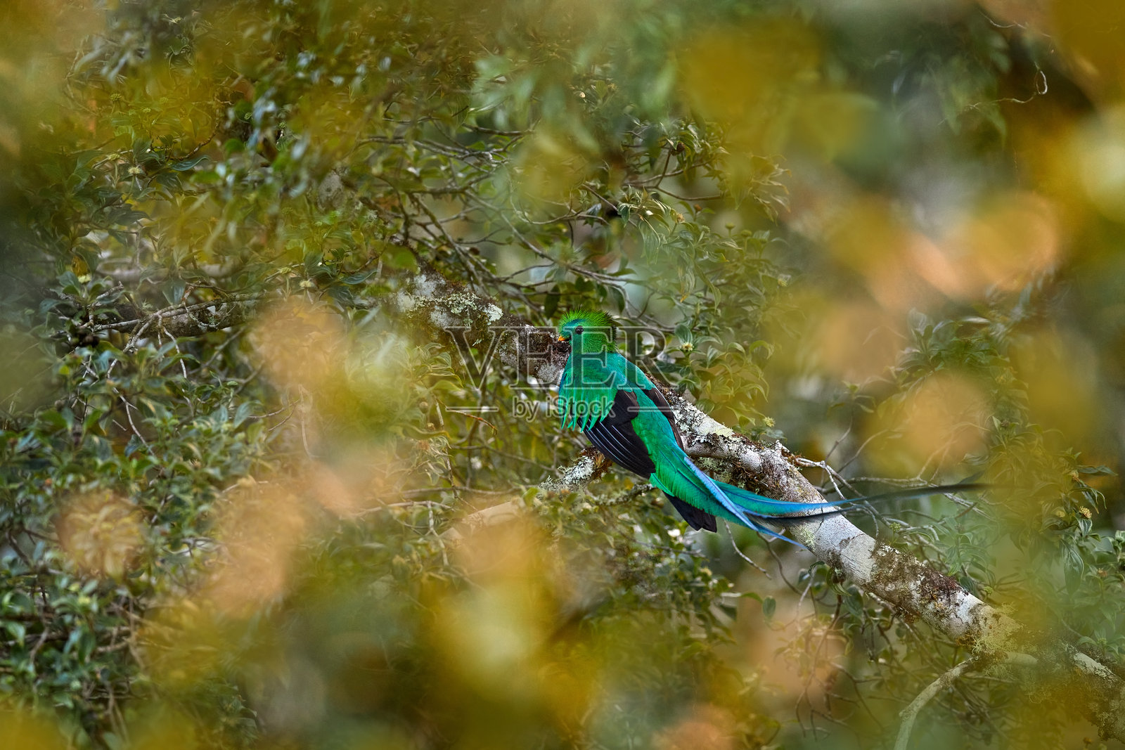 华丽的羽毛鹦鹉，学名Pharomachrus mocinno，来自墨西哥恰帕斯，背景为模糊的绿色森林。壮丽的神圣绿红鸟。华丽的羽毛鹦鹉隐藏在森林深处的细节。照片摄影图片