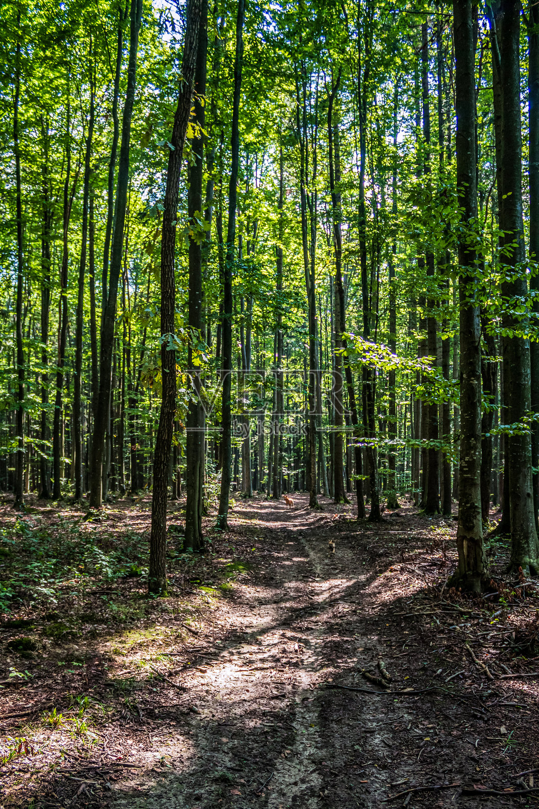 风景 - 森林 - 欧洲，罗马尼亚，苏恰瓦地区照片摄影图片