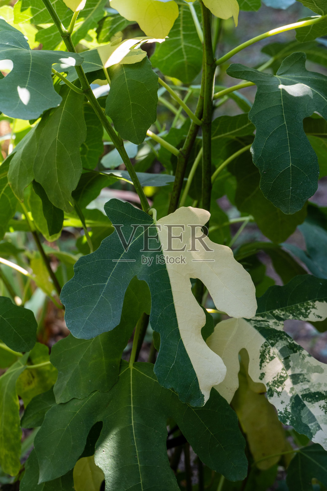 模糊背景中的常见无花果叶 Ficus carica，周围是花园的绿意。一片叶子看起来像小丑，叶子一半是绿色，另一半是白色。自然设计概念。照片摄影图片