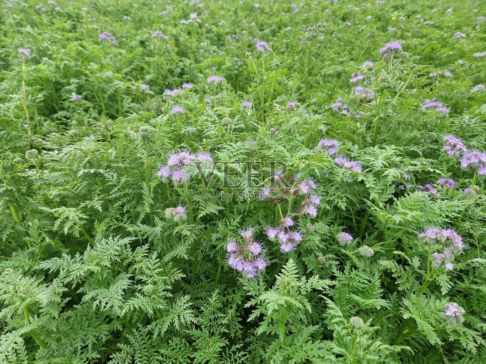 蓟草花，蓟草花（Phacelia tanacetifolia），农业中的丛生美丽花朵照片摄影图片