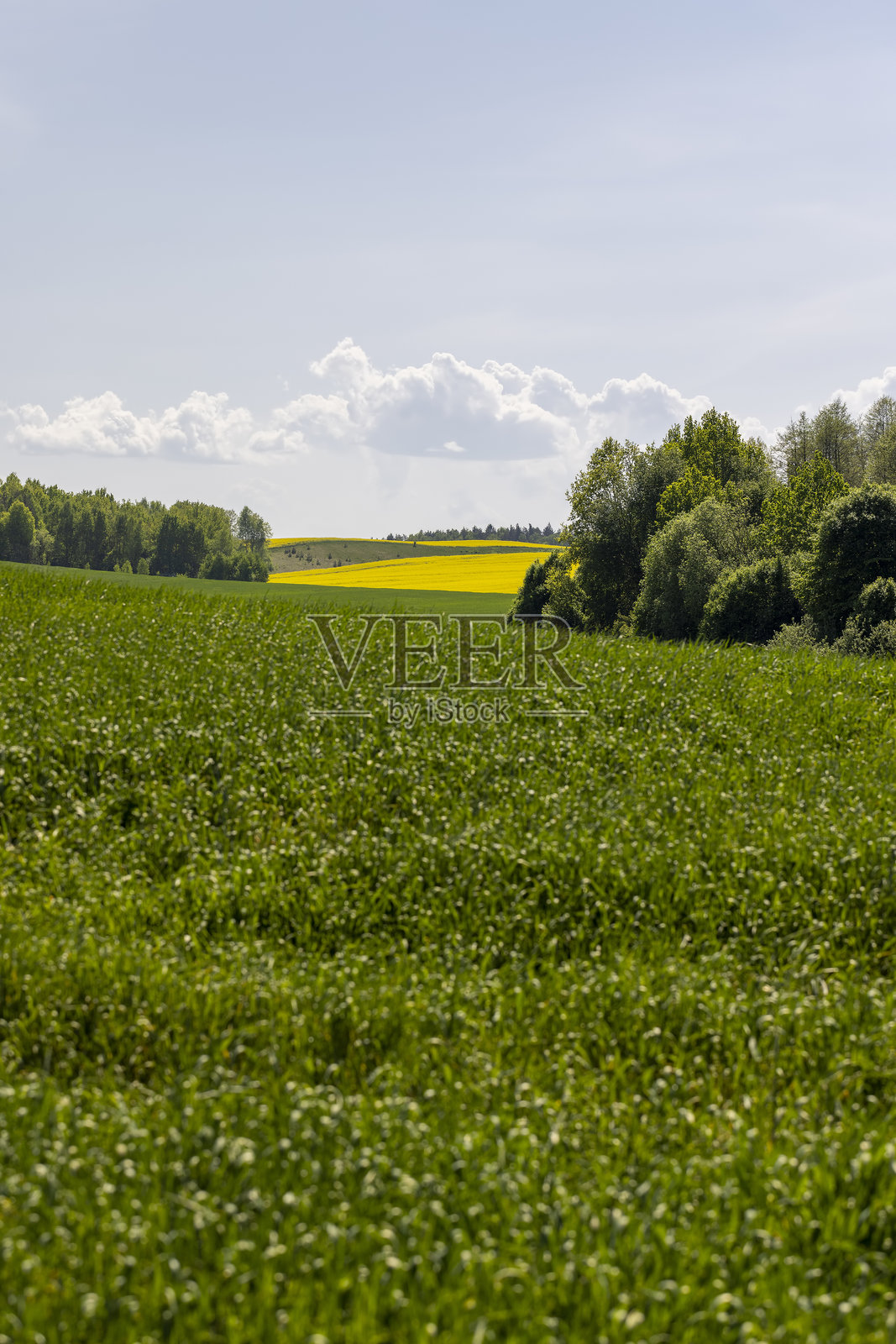 大量在春季茁壮成长的绿色小麦照片摄影图片