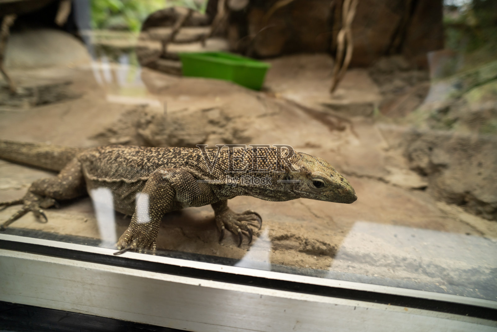 万丹动物园的巨蜥在活动中照片摄影图片
