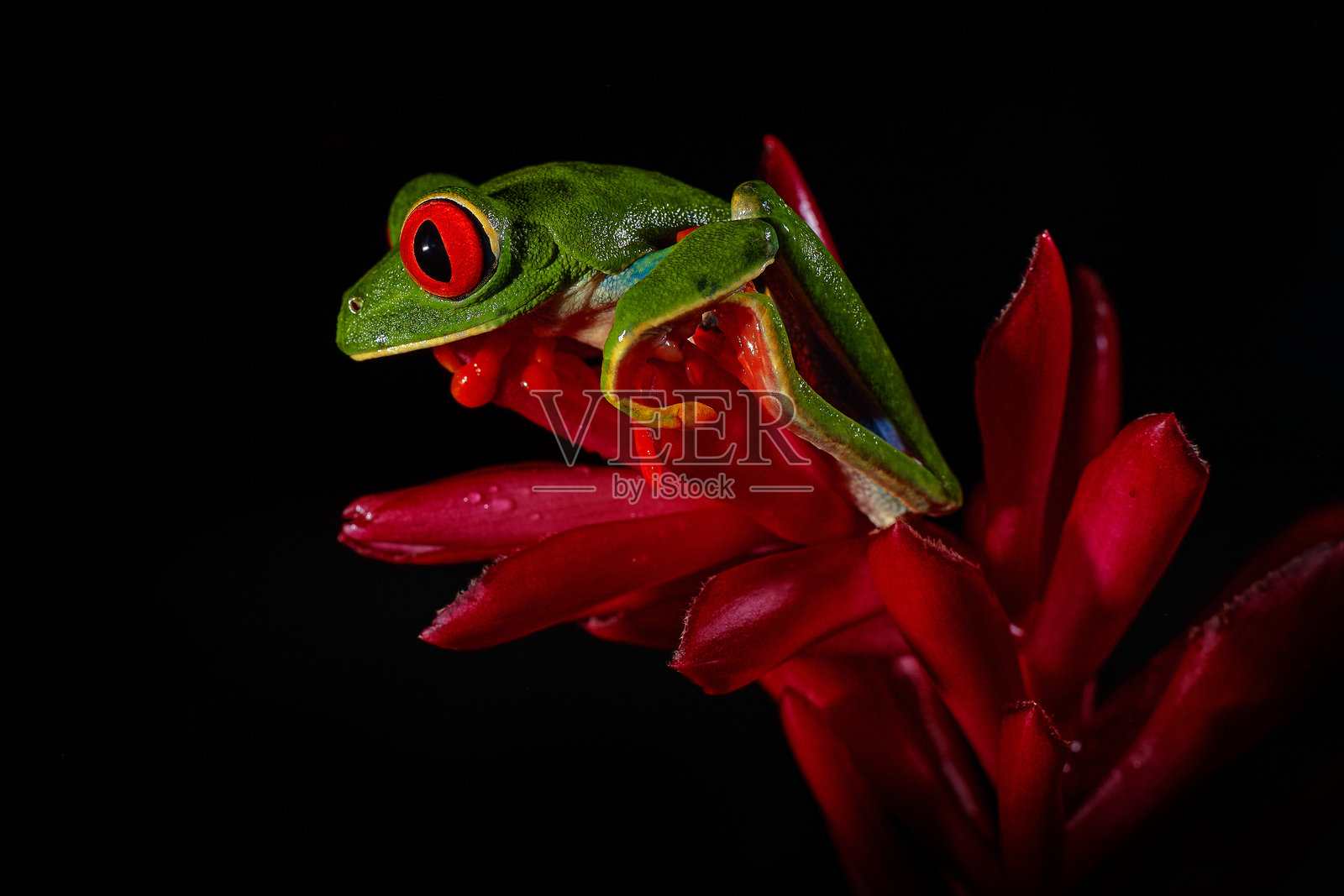 热带野生动物。红眼树蛙（Agalychnis callidryas），一种拥有大红眼的动物，栖息在自然栖息地。美丽的两栖动物在夜间森林中，来自中美洲的异国动物栖息在红色花朵上。照片摄影图片
