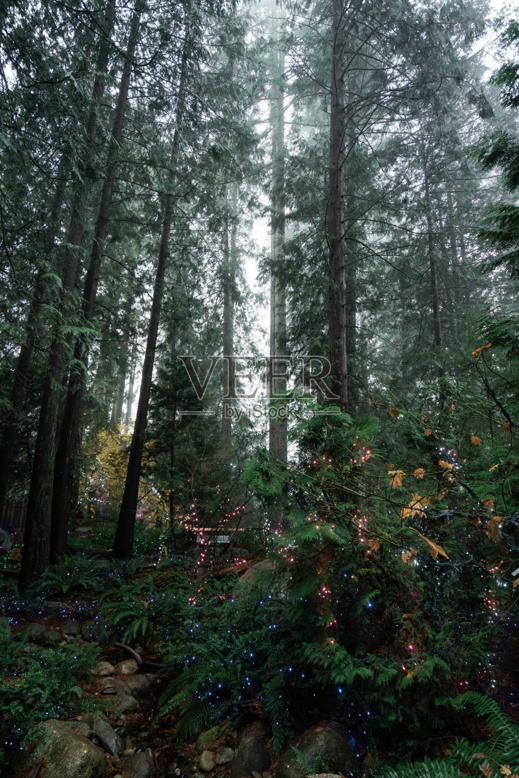 加拿大不列颠哥伦比亚省北温哥华的卡皮拉诺吊桥公园，在一个阴郁、雨天的十一月秋日。照片摄影图片