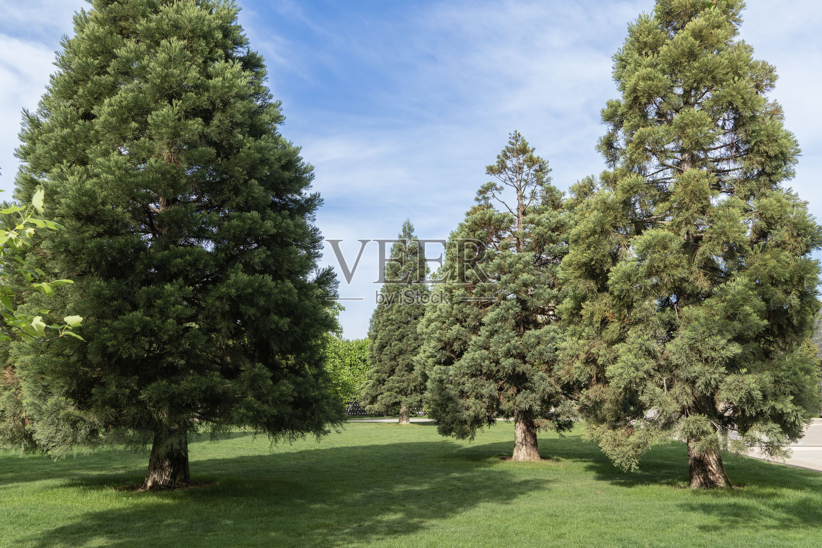 克拉斯诺达尔市公园中的巨型红杉（巨型红木）幼树。2024年阳光明媚的春天，盖利茨基公共景观公园。照片摄影图片