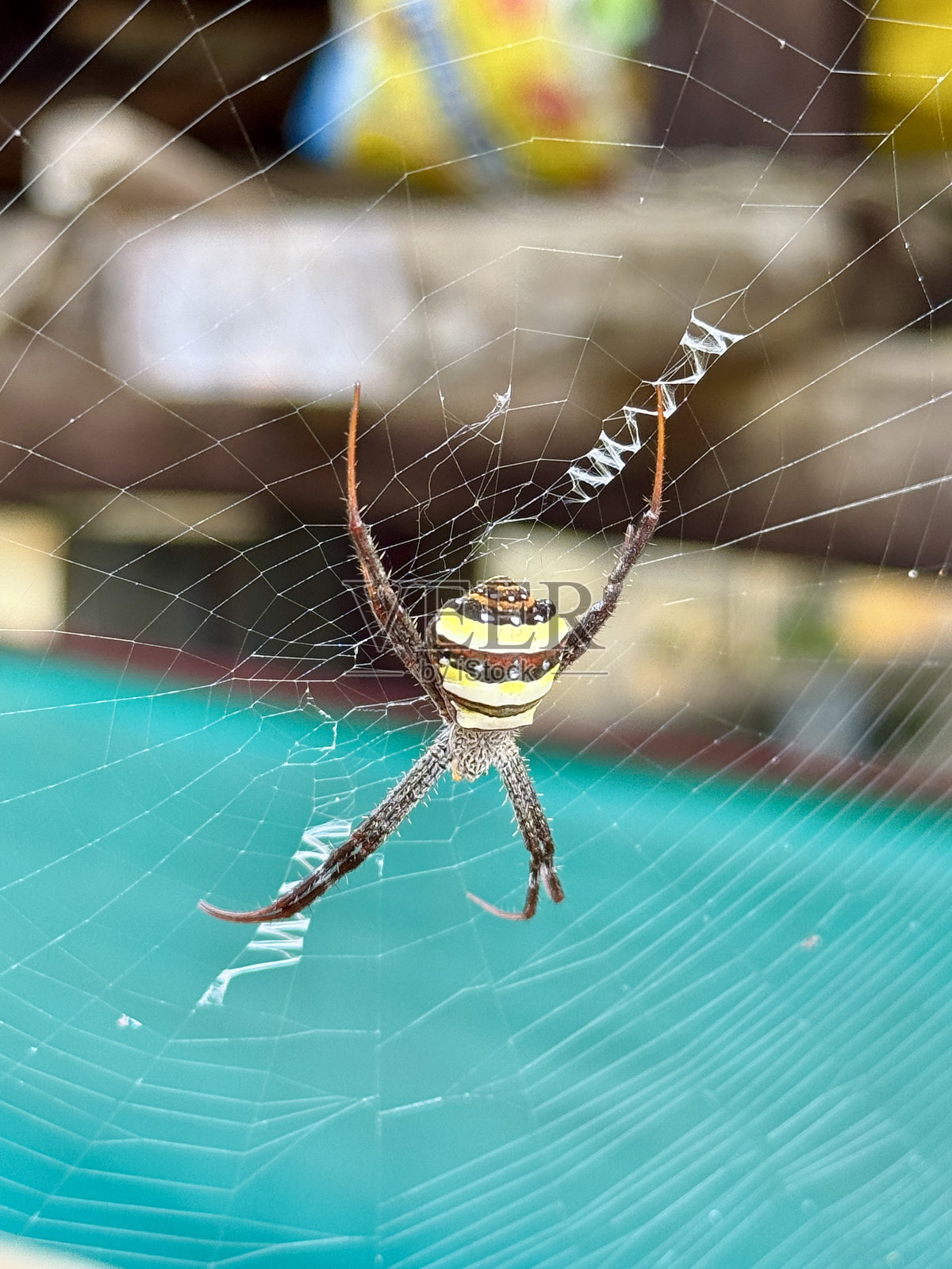 小型圆蛛科物种美丽斑蛛照片摄影图片