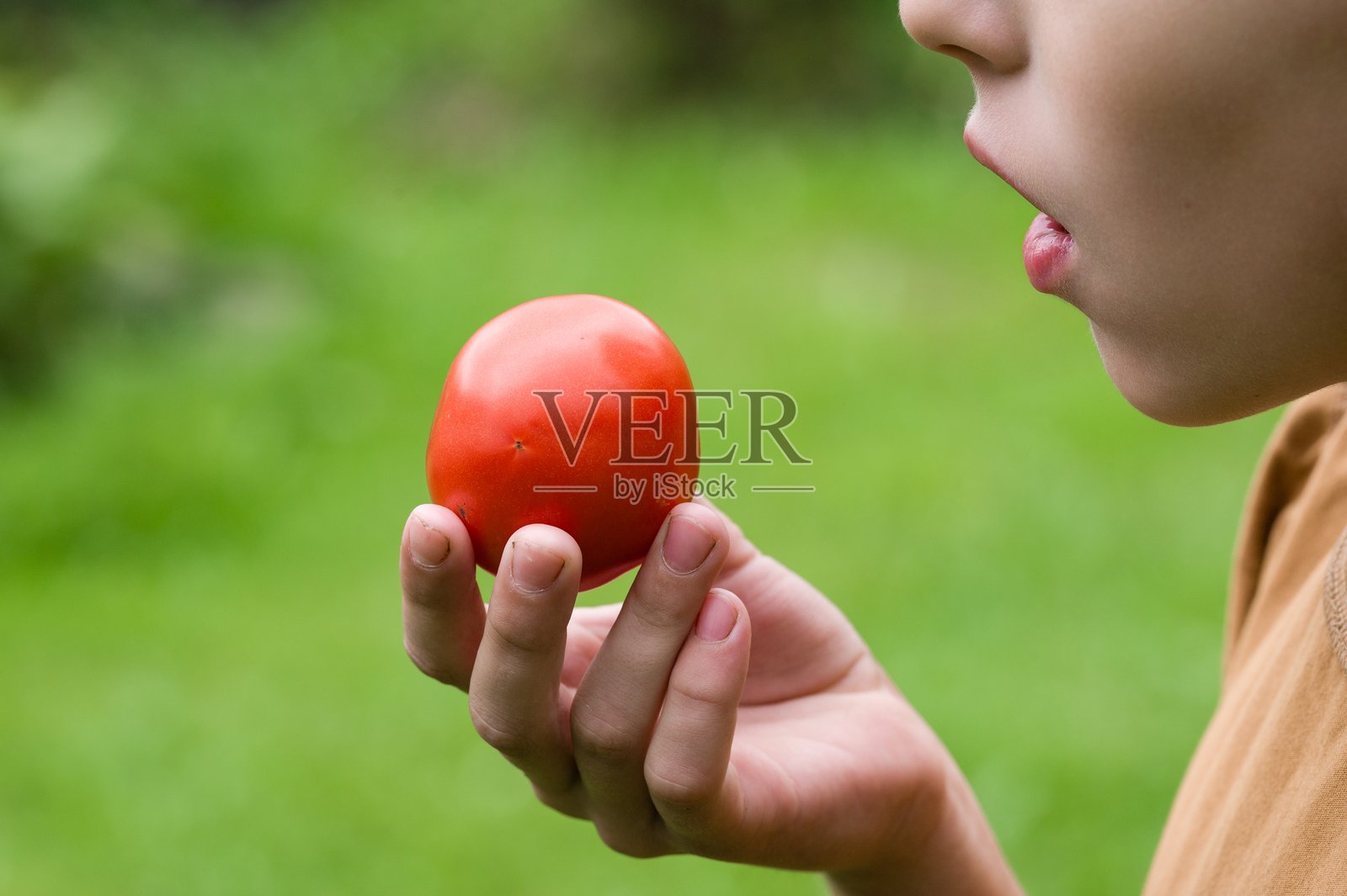 孩子手里拿着一个成熟的红番茄照片摄影图片