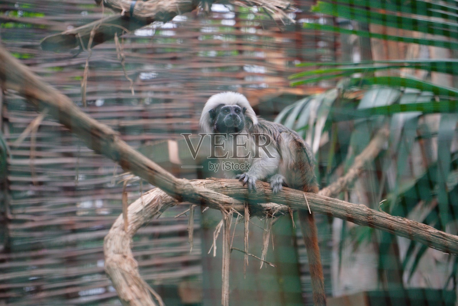 圈养的棉头狨：濒危灵长类动物的一瞥照片摄影图片