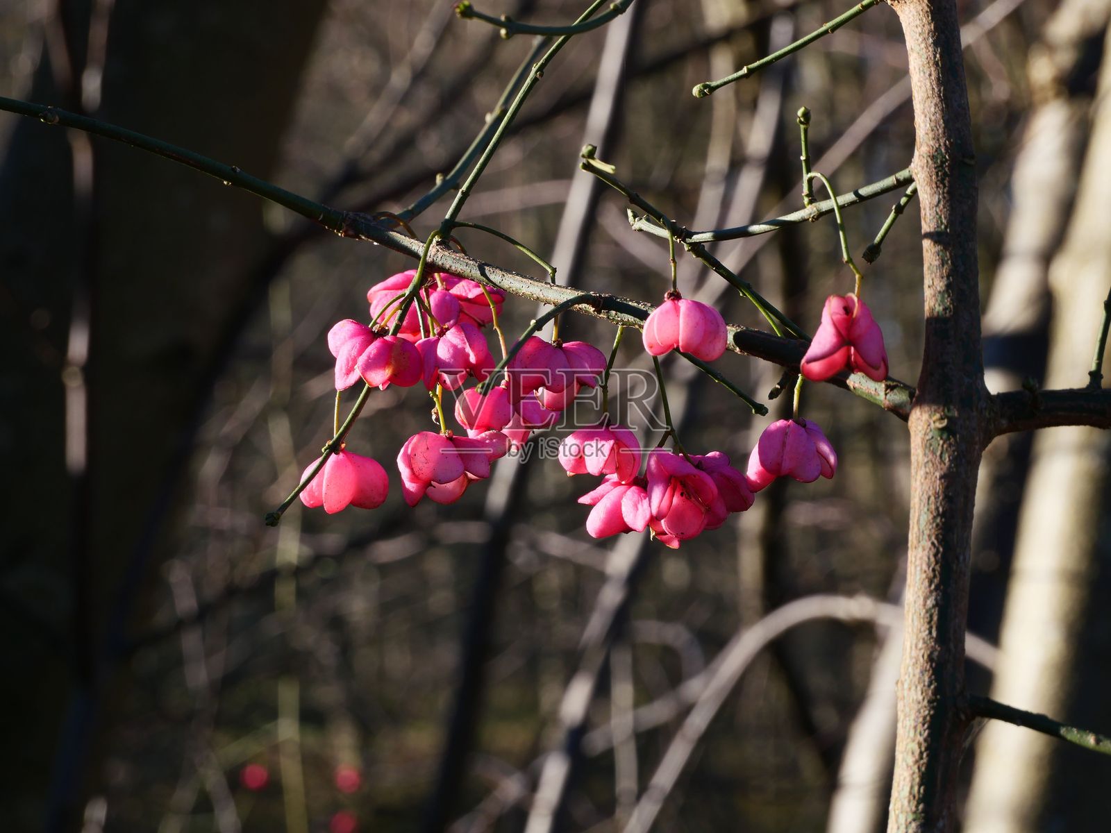 阳光下树枝上的鲜艳粉色花朵。照片摄影图片