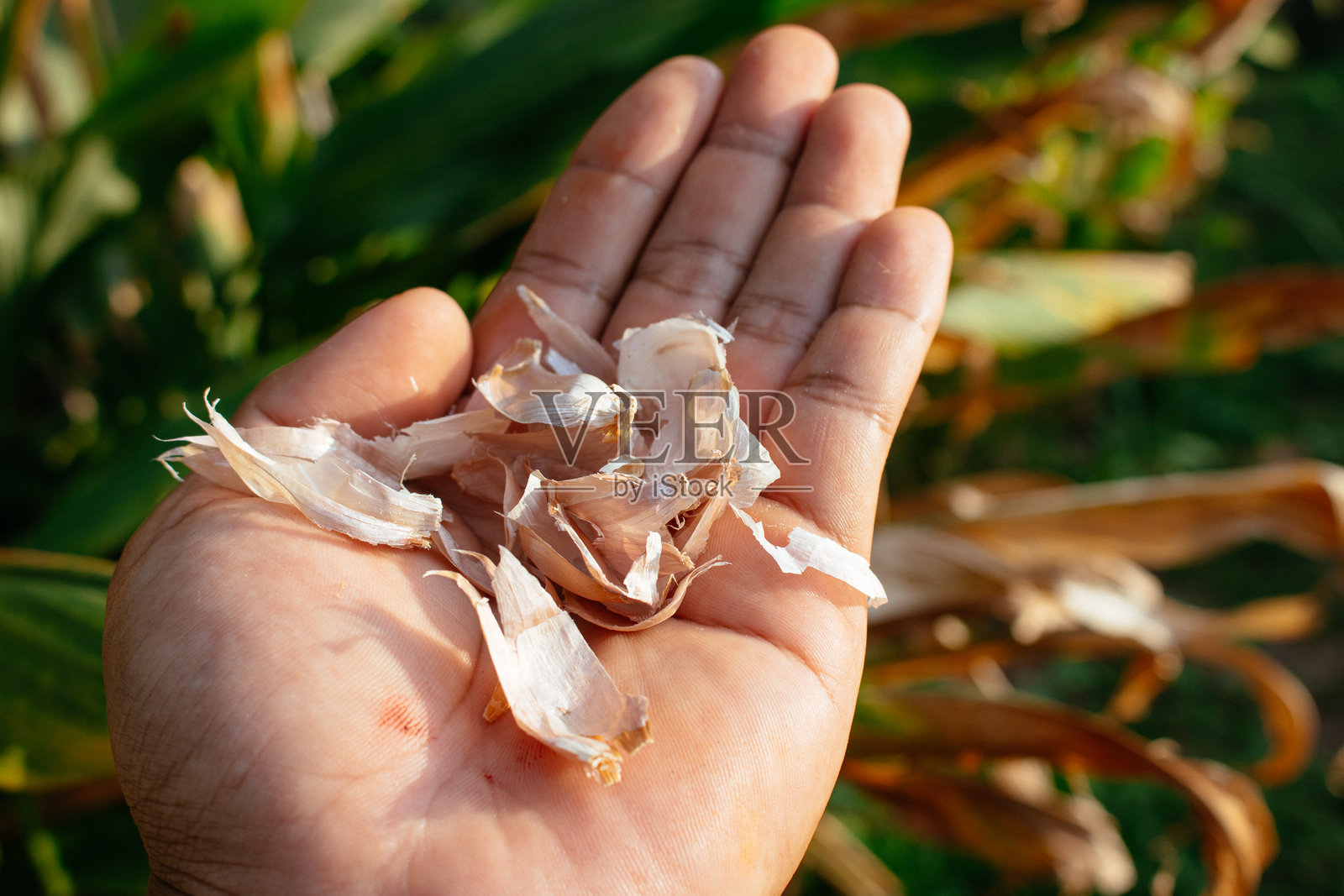 大蒜皮照片摄影图片