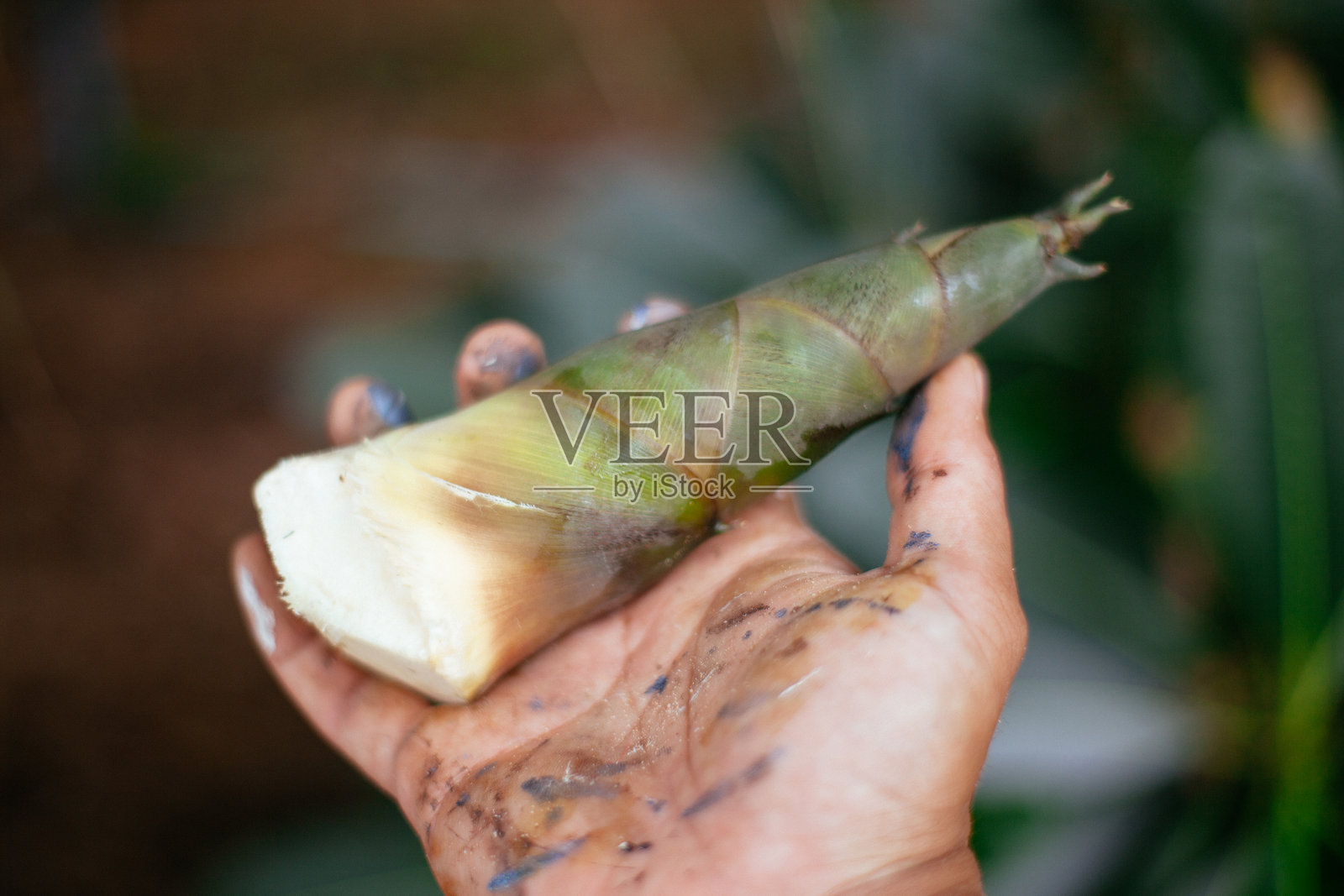 新鲜竹笋照片摄影图片
