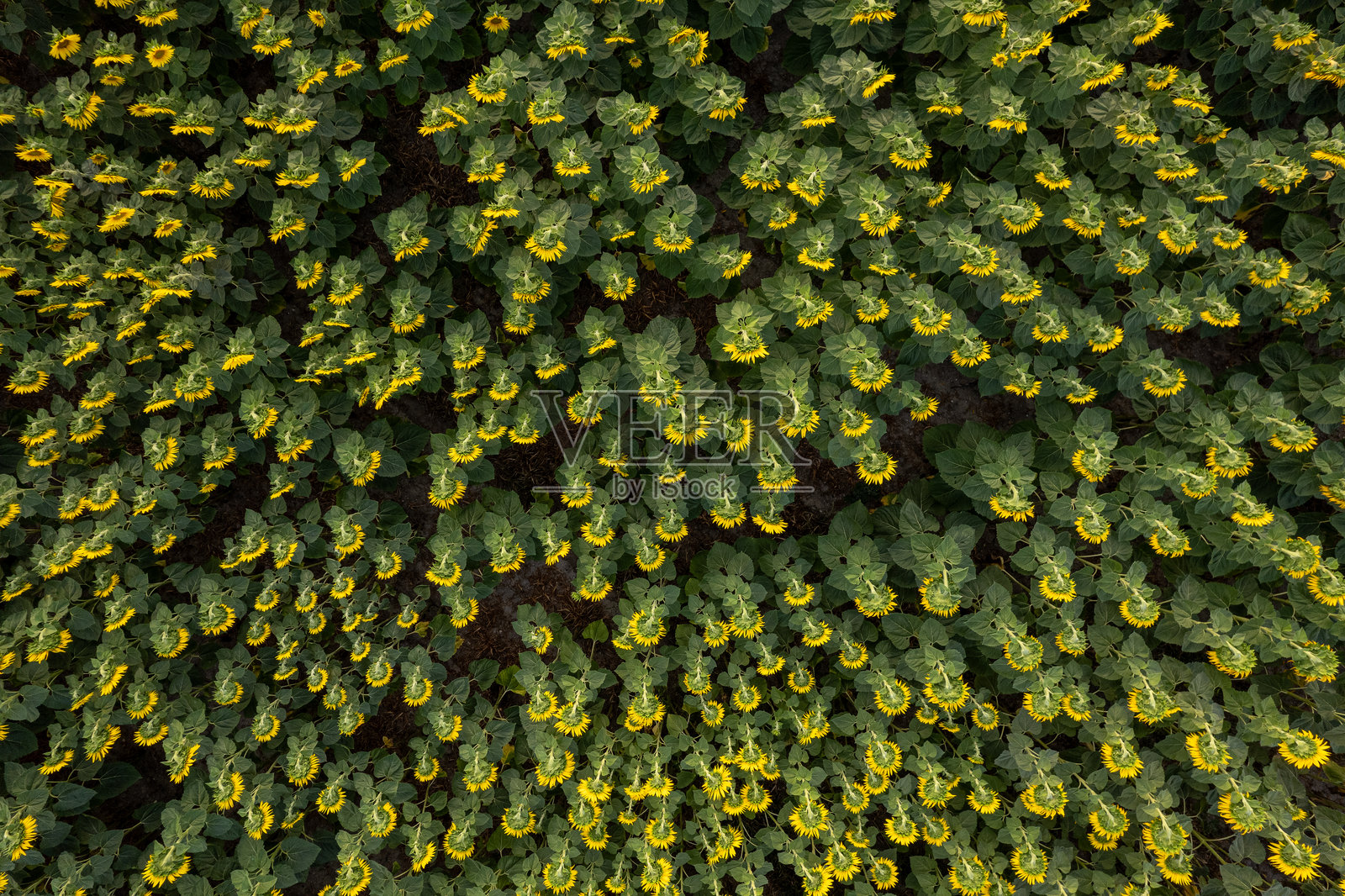 夏季向日葵生态田，农业概念背景。无人机俯瞰视角。照片摄影图片