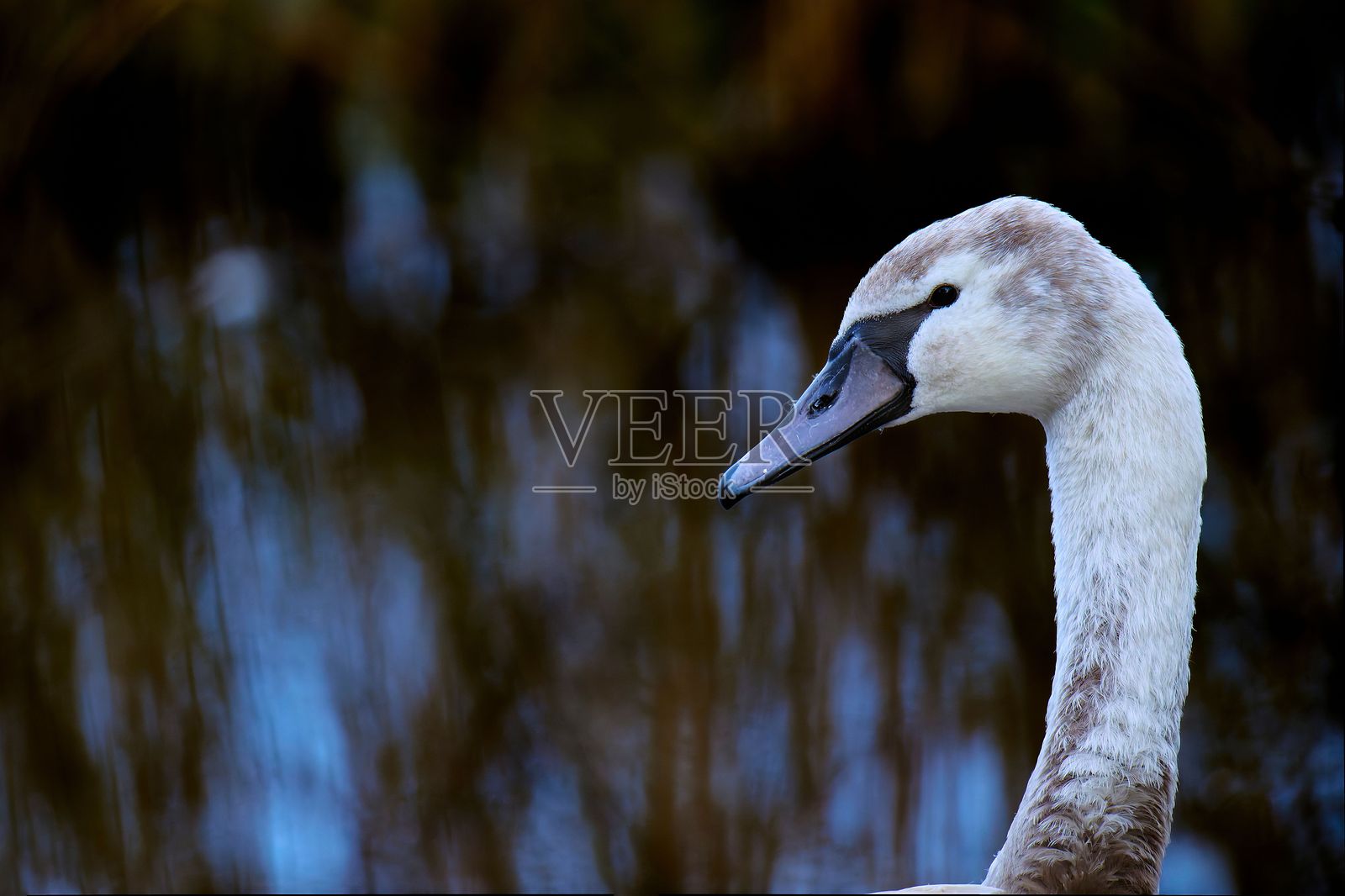 优雅天鹅特写，背景模糊照片摄影图片