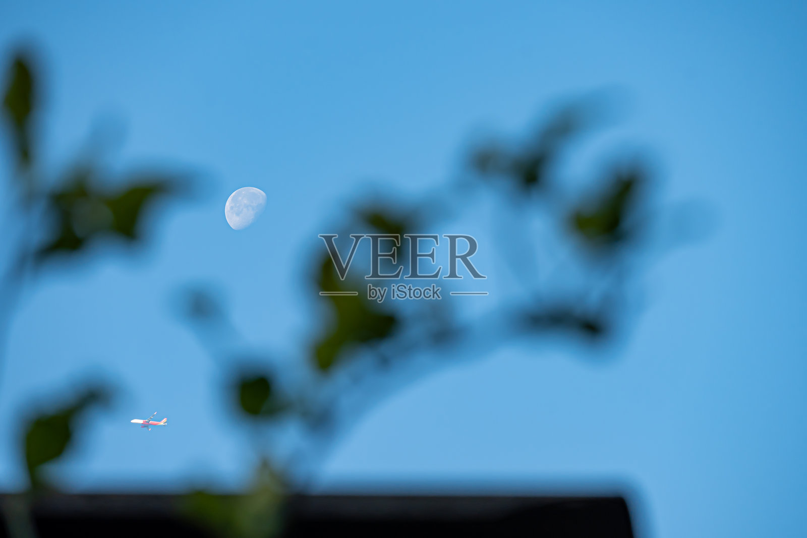 早晨的半月，前景模糊的柠檬叶枝条和飞过的飞机照片摄影图片