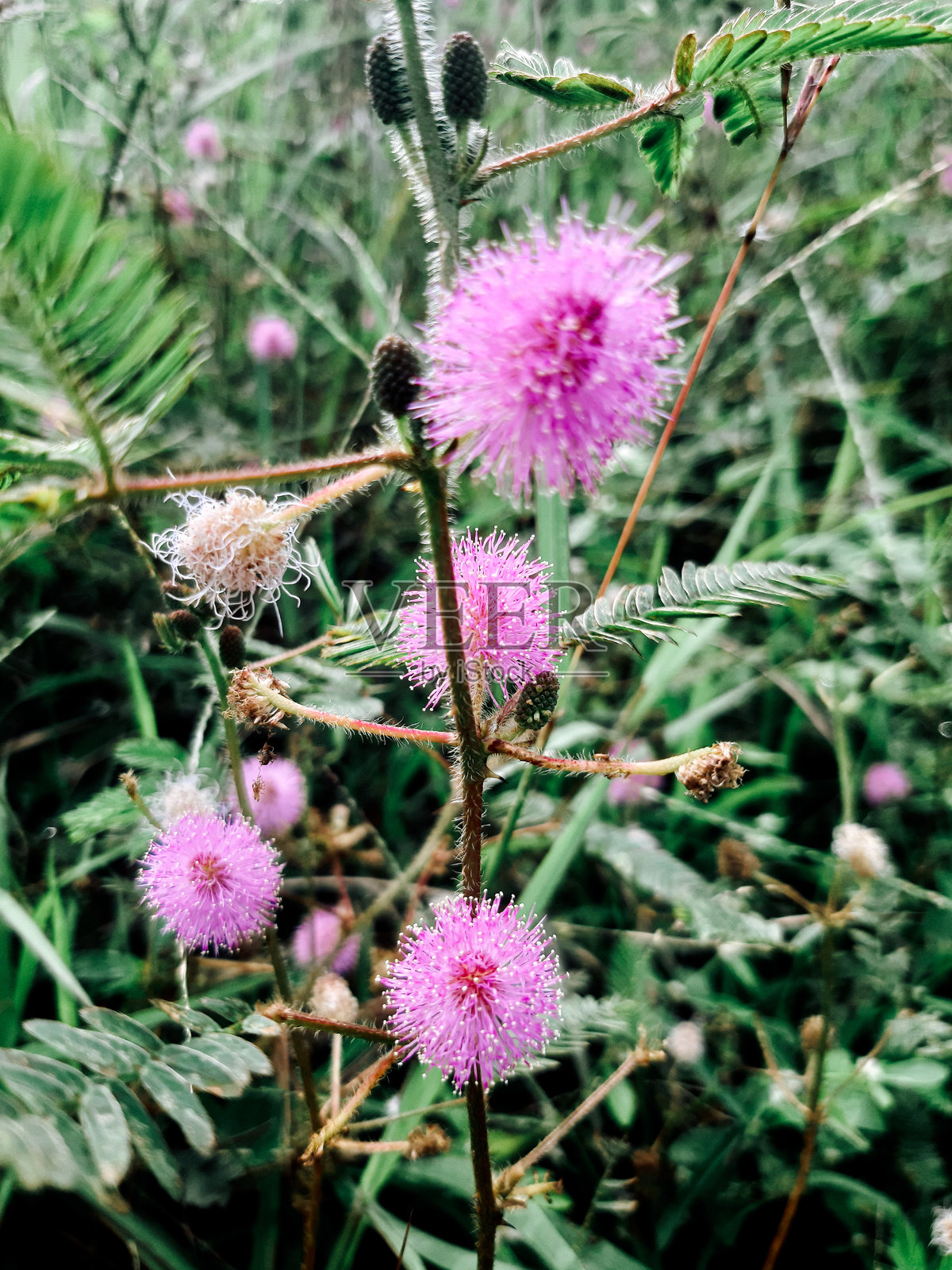 含羞草照片摄影图片