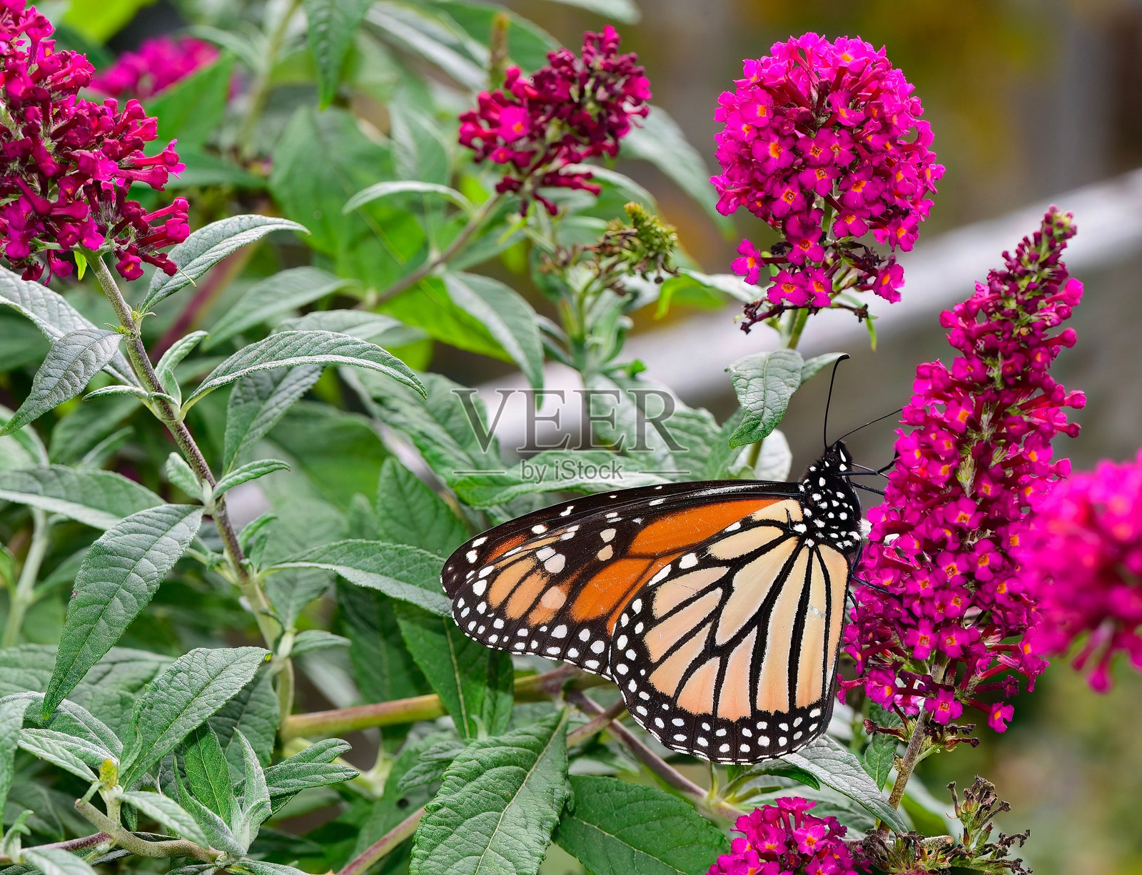 君主蝶停在粉色花朵上照片摄影图片