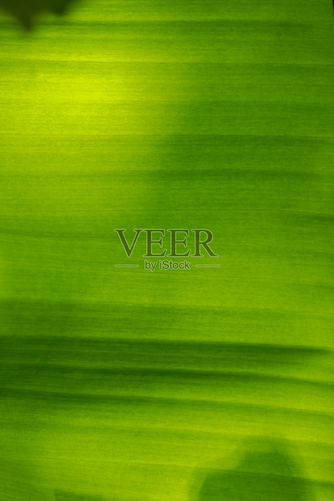 阳光直射下年轻香蕉叶上的多种颜色阴影在花园中形成照片摄影图片