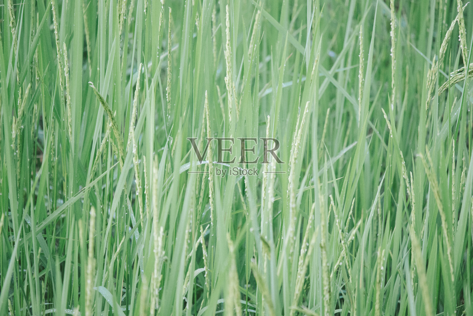 稻田自然景观照片摄影图片