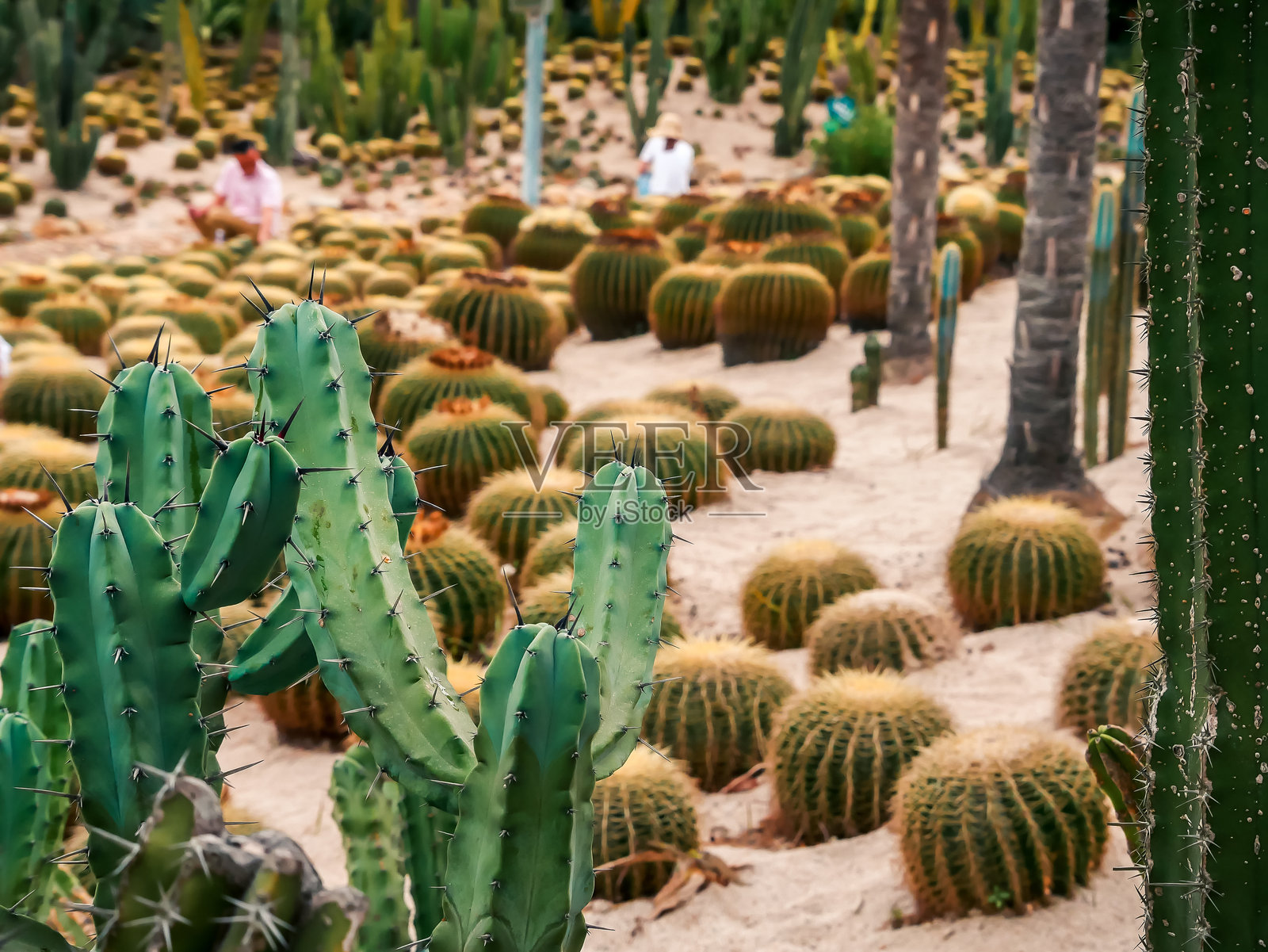厦门植物园中的沙漠花园里的仙人掌照片摄影图片