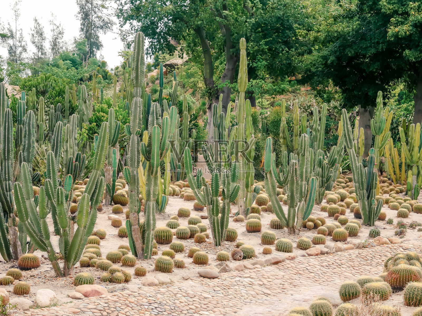 厦门植物园中的沙漠花园里的仙人掌照片摄影图片