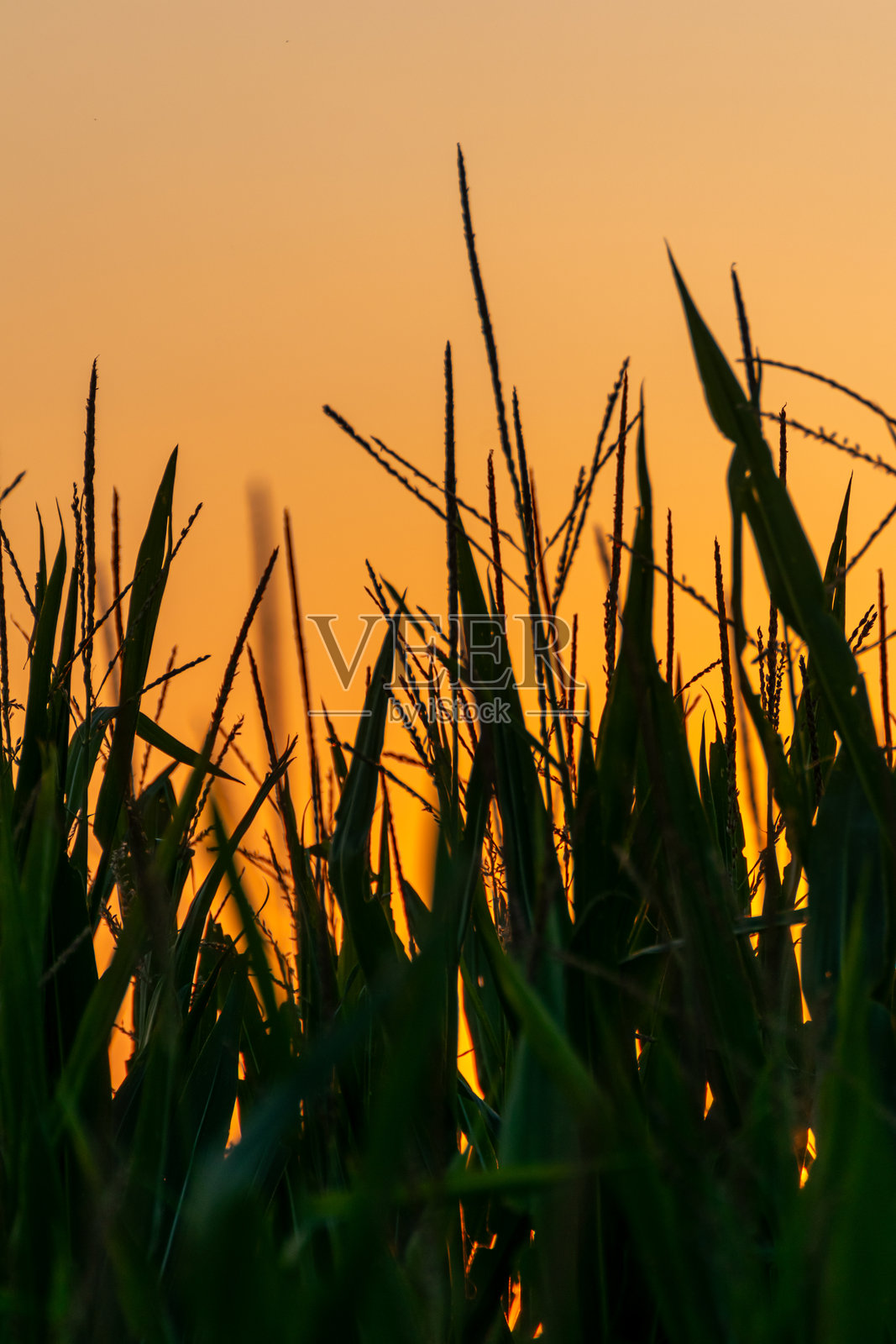 日落时分玉米植物的剪影，农业概念背景照片摄影图片