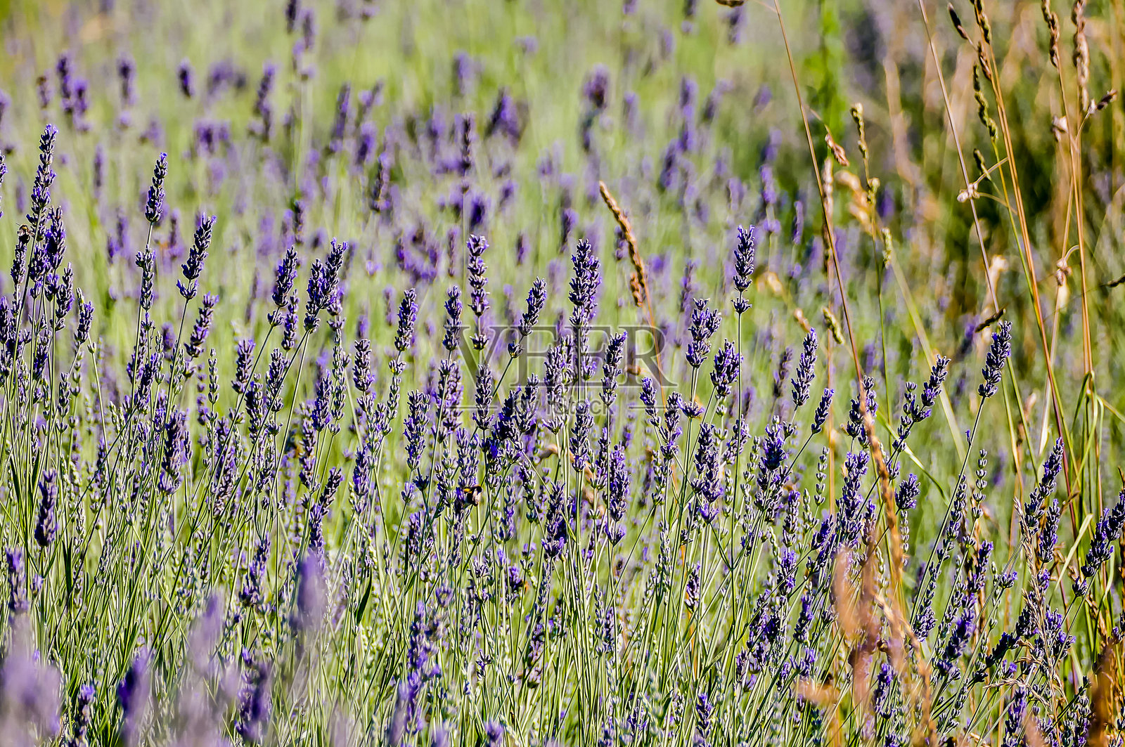 一片薰衣草花田，背景中有几株杂草。照片摄影图片