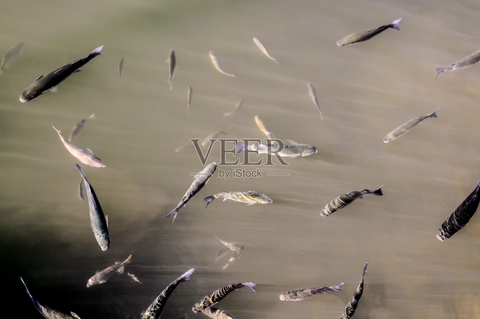 一群鱼在浑浊的水域中游泳照片摄影图片