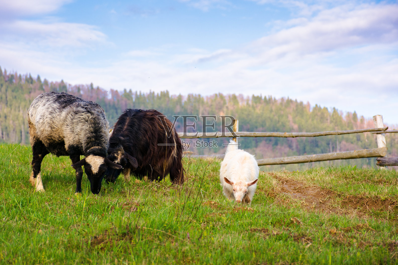 牧场上的家养山羊群照片摄影图片