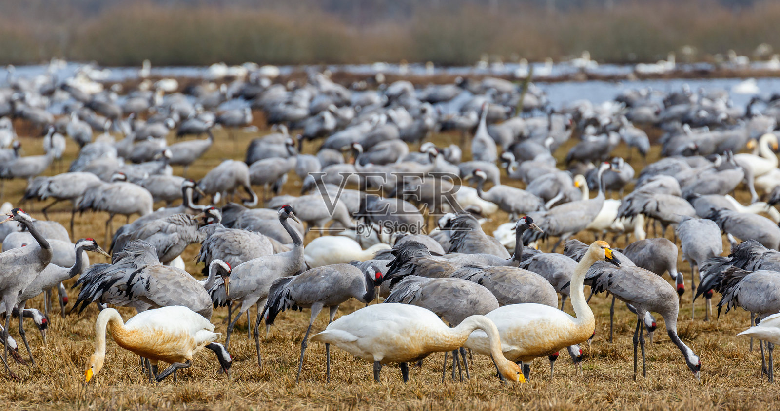 春天湖面上成群的丹顶鹤和大天鹅照片摄影图片