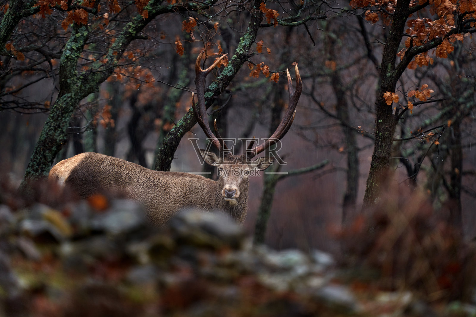 动物野生动物。红鹿，Cervus elaphus，栖息在自然森林栖息地的大型动物。鹿在橡树山脉，Studen Kladenec，东罗多彼山脉，保加利亚，欧洲。照片摄影图片