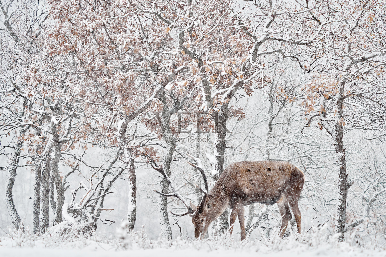 冬季自然。红鹿，Cervus elaphus，野生动物森林栖息地中的大型动物。鹿在橡树山脉中，位于保加利亚东罗多彼山。照片摄影图片