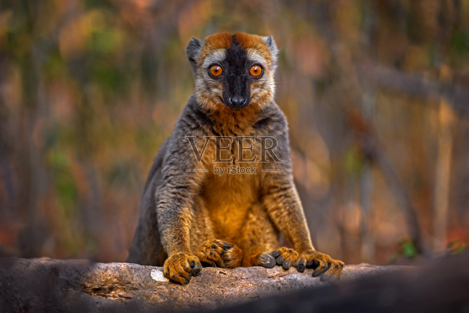 红额褐狐猴特写肖像。红额褐狐猴，学名Eulemur fulvus rufus，栖息于马达加斯加的基林迪森林。灰褐色猴子在树上，生活在森林栖息地，马达加斯加特有的野生动物。照片摄影图片