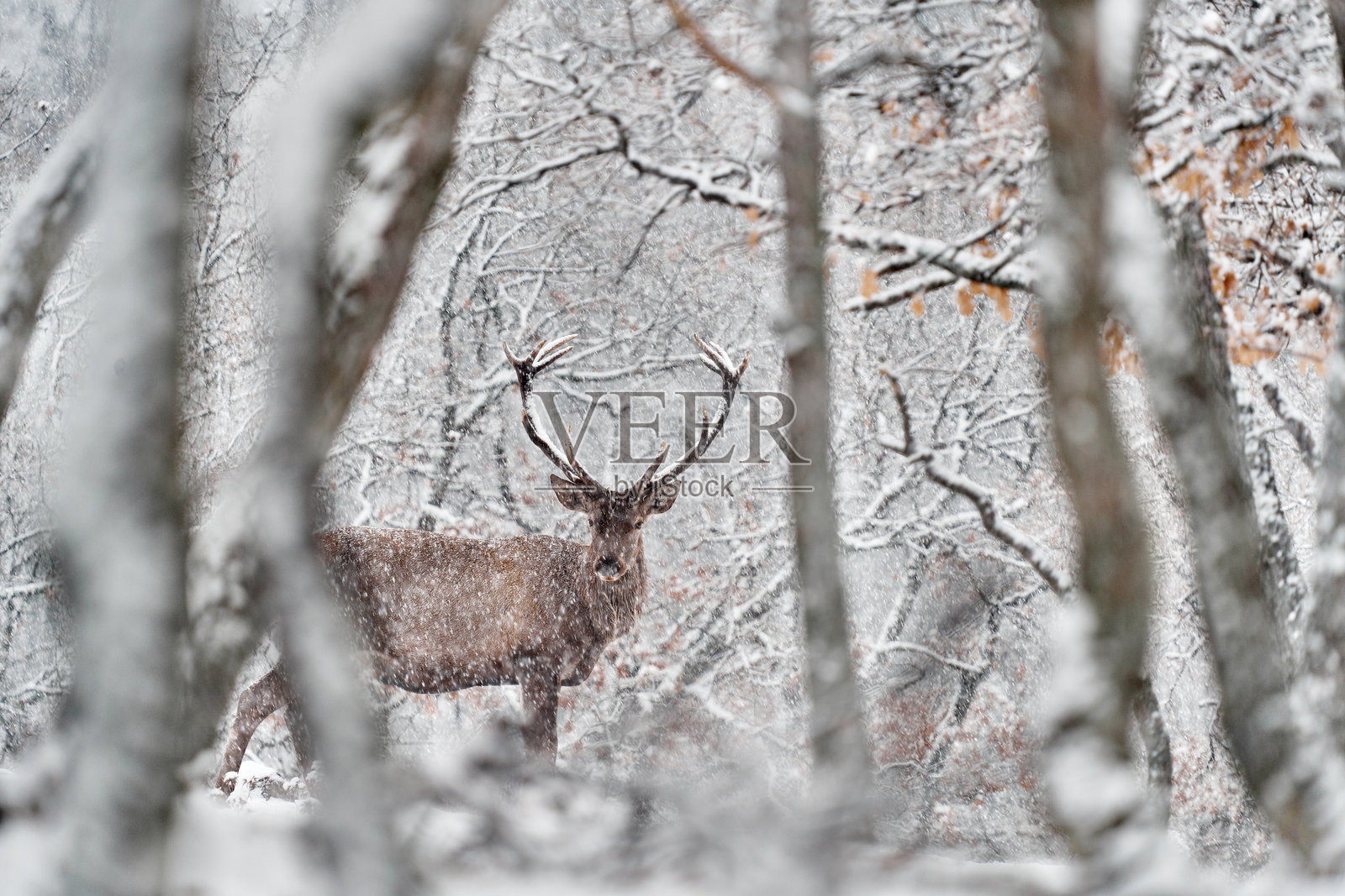 冬季自然。红鹿，Cervus elaphus，野生动物森林栖息地中的大型动物。鹿在橡树山脉中，位于保加利亚东罗多彼山脉的斯图登克拉登茨。照片摄影图片