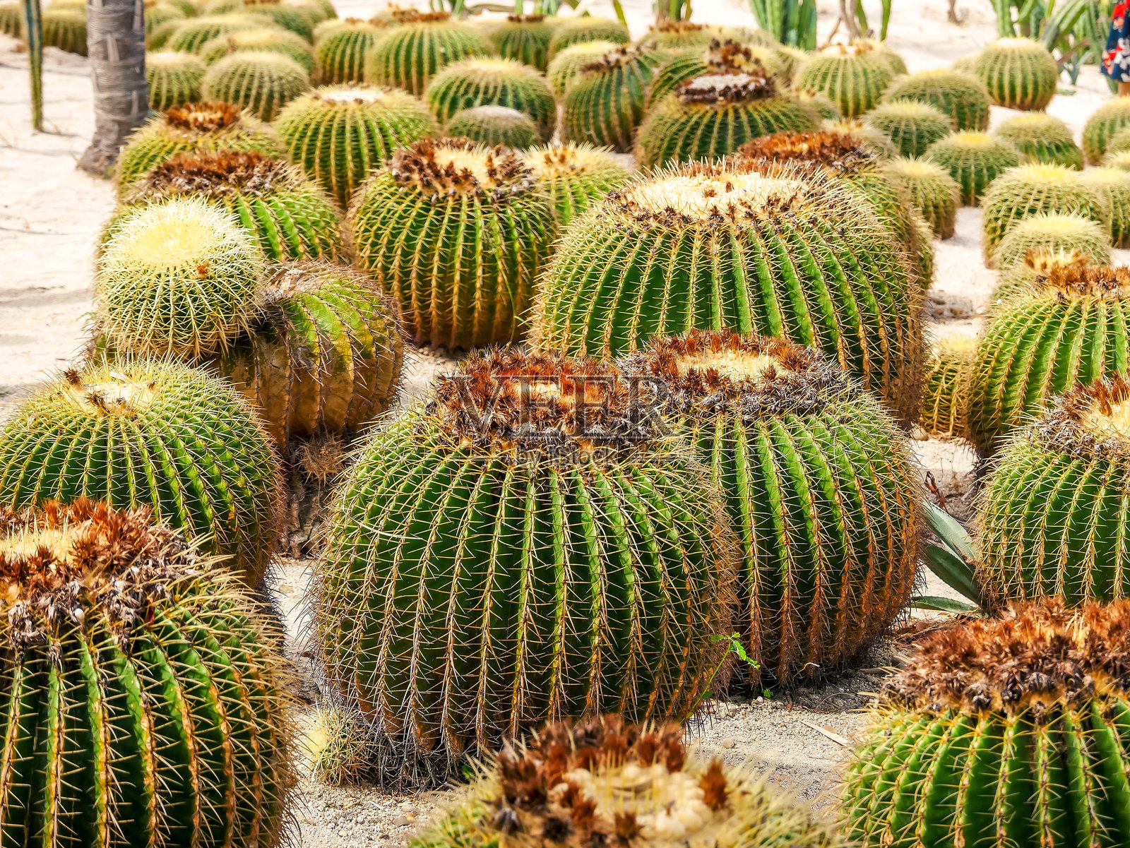 厦门植物园中的沙漠花园里的仙人掌照片摄影图片