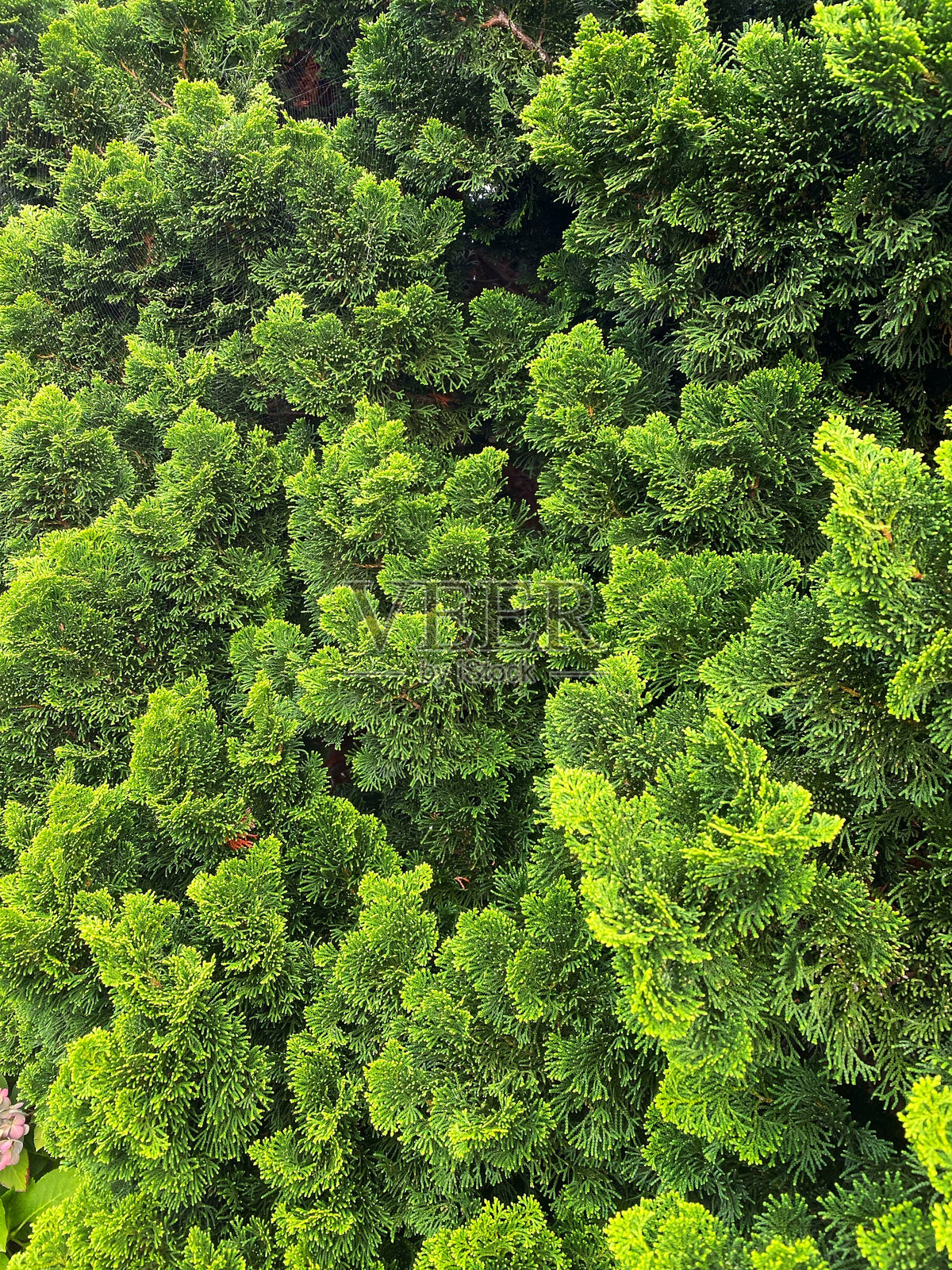 成熟的针叶树枝背景纹理照片摄影图片