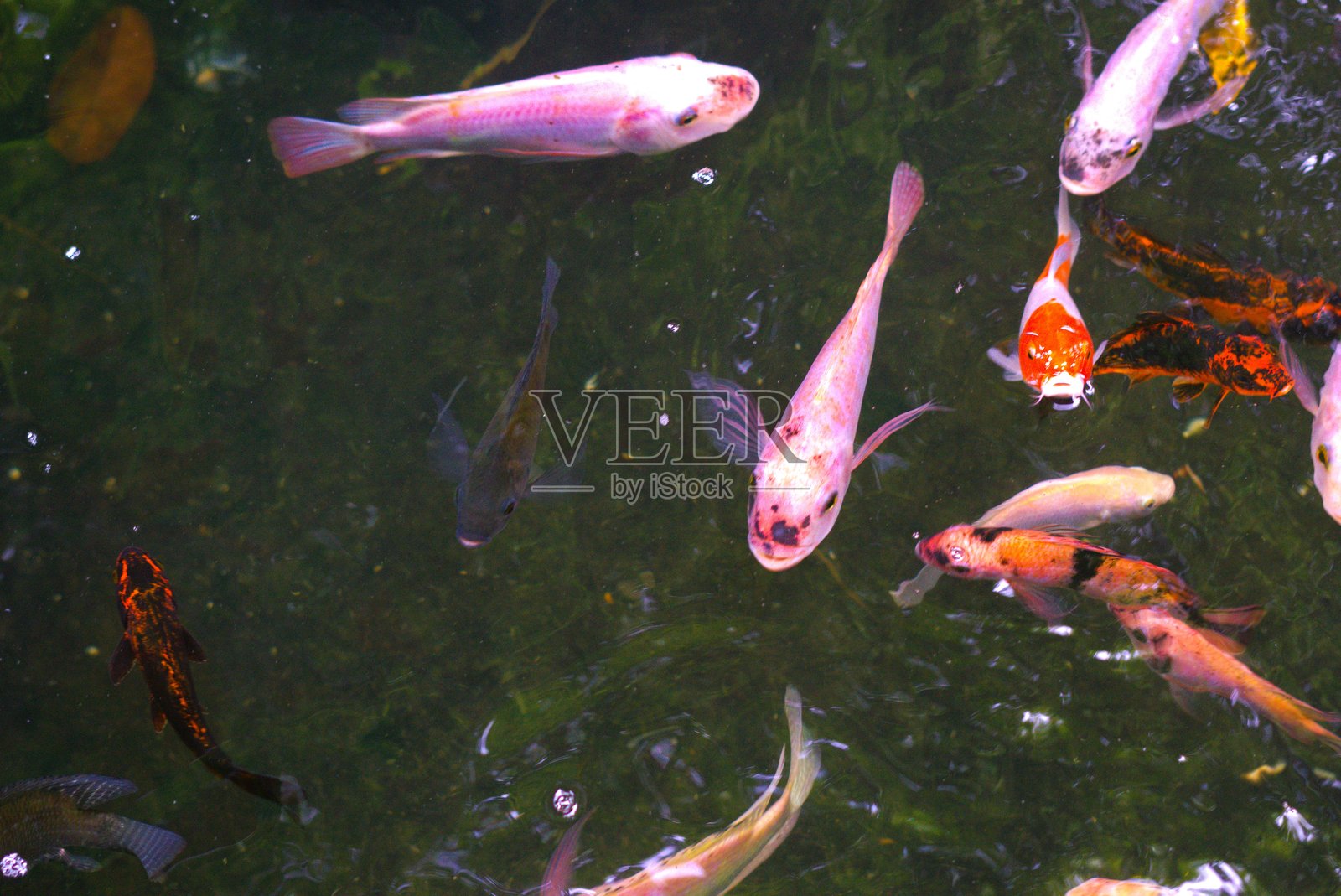 金鱼在池塘中游泳照片摄影图片