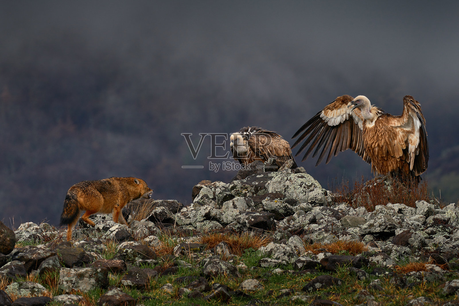 与一群秃鹫搏斗的豺狼。格里芬秃鹫，学名Gyps fulvus，栖息在岩石山上的大型猛禽，自然栖息地，保加利亚马扎罗沃，东罗多彼山脉。巴尔干地区的野生动物。照片摄影图片
