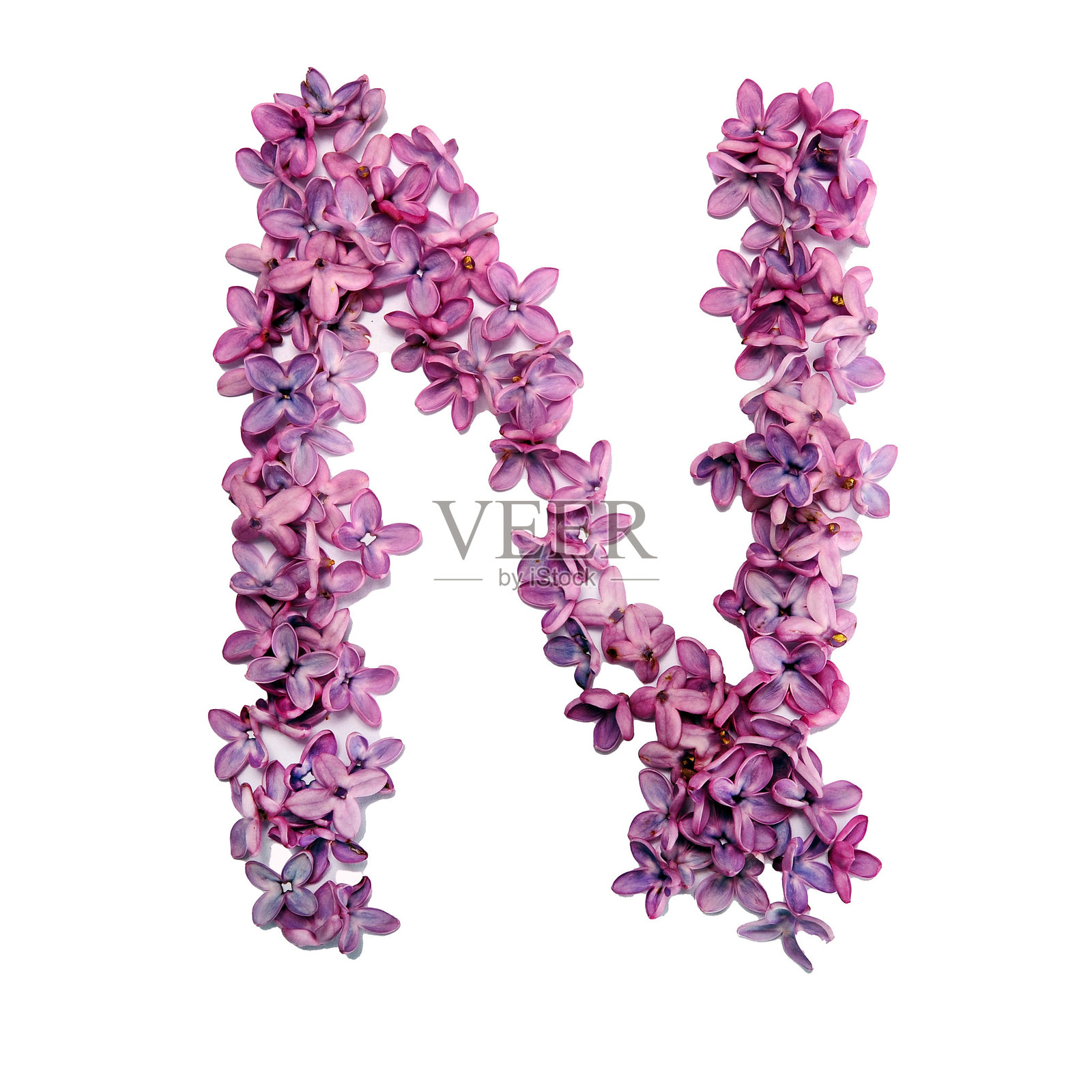 花卉 N照片摄影图片