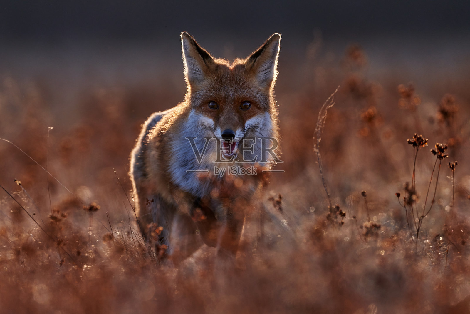 野生动物 - 狐狸在橙色秋季草甸上奔跑。可爱的红狐，学名Vulpes vulpes，栖息在秋季森林中。美丽的动物在自然栖息地中。来自波兰野外的野生动物场景，可爱的动物在栖息地中。照片摄影图片