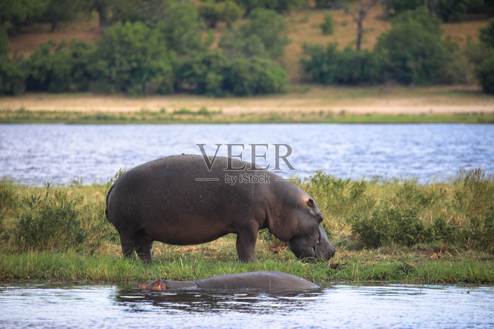 河岸上的河马。旅游和度假概念。照片摄影图片