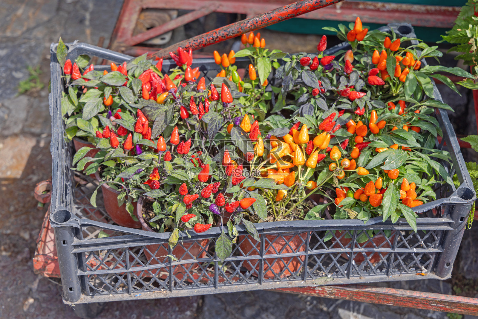 装有辣椒的花盆箱照片摄影图片