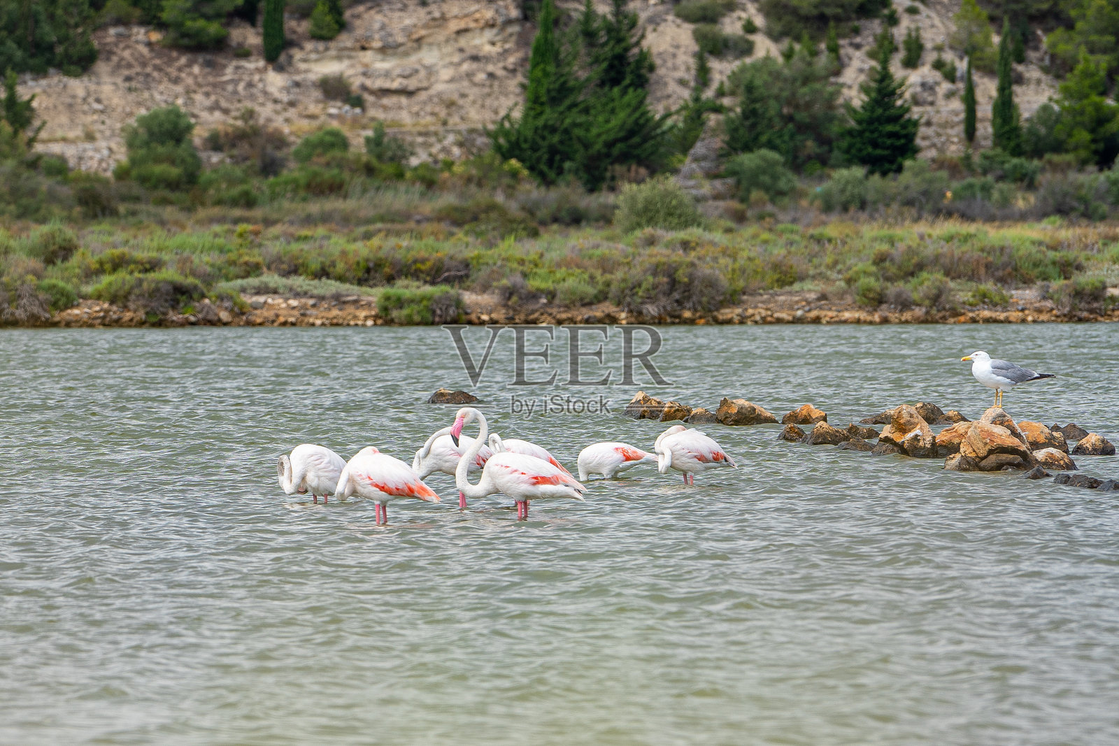 地中海泻湖中的粉色火烈鸟照片摄影图片