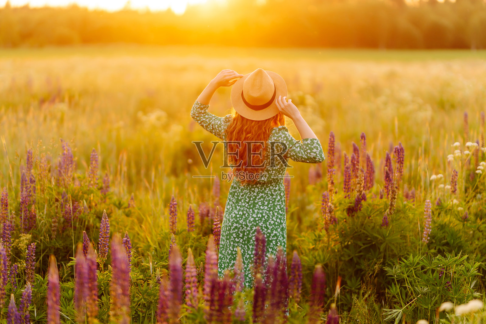 年轻女性在紫色薰衣草田中，周围是紫色的薰衣草花。照片摄影图片