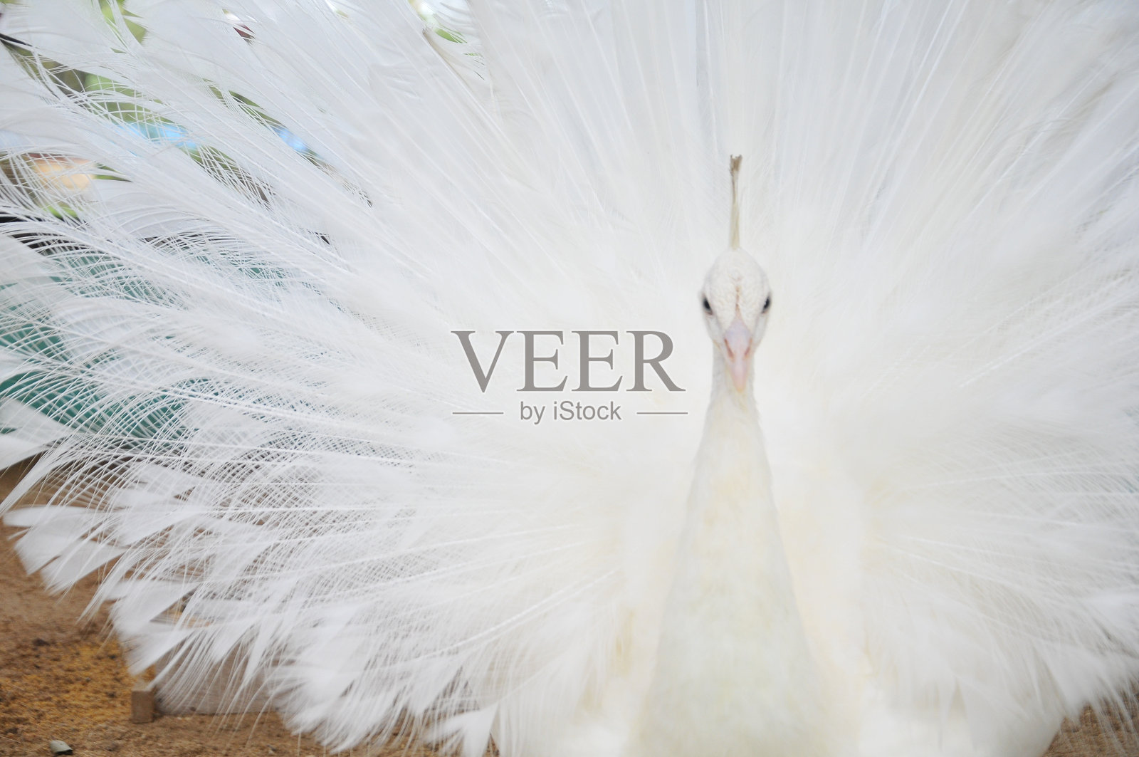 动物园里笼子里的白孔雀照片摄影图片