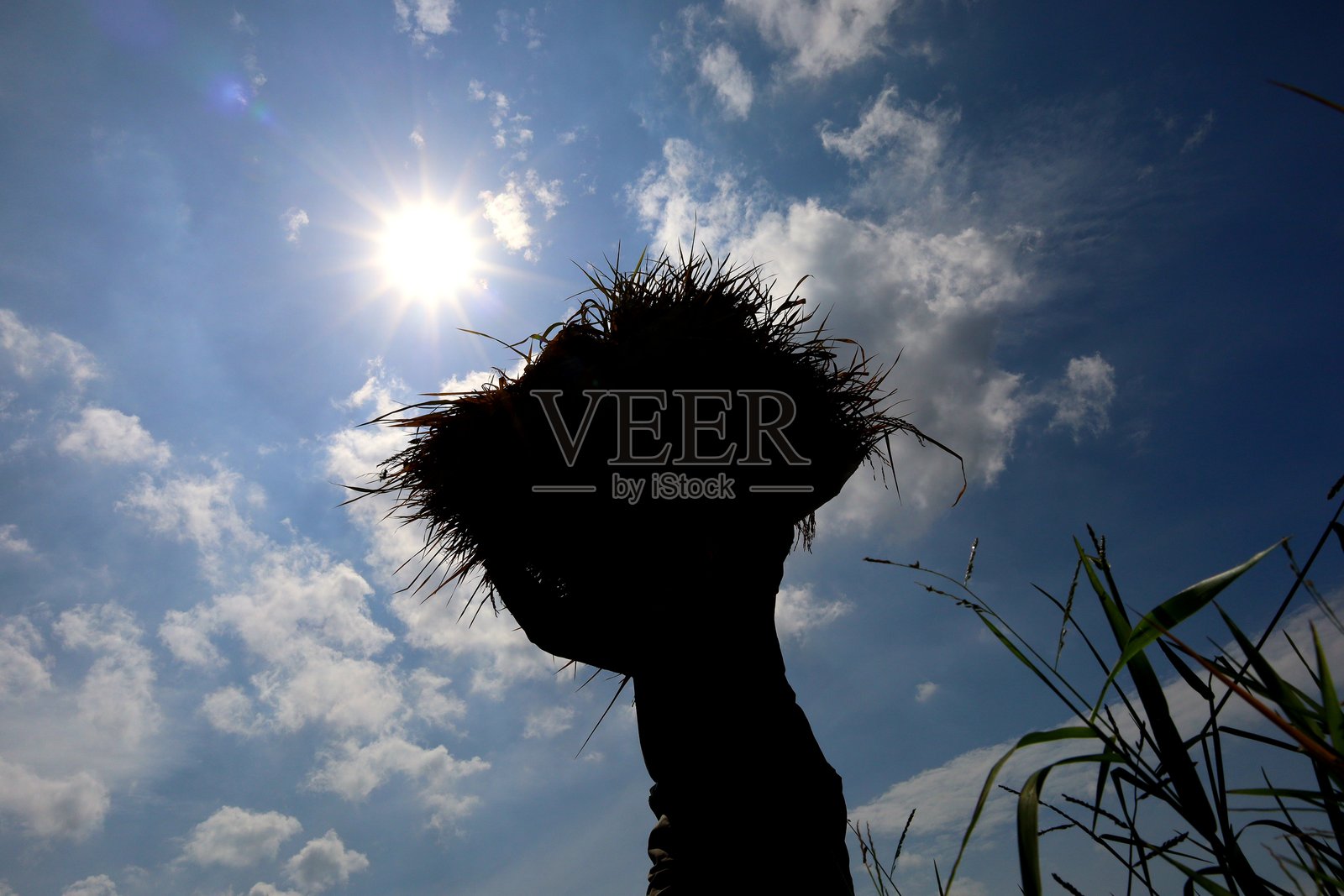 收获季节照片摄影图片